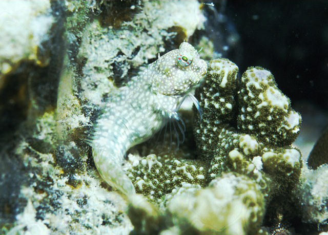 Salarias alboguttatus